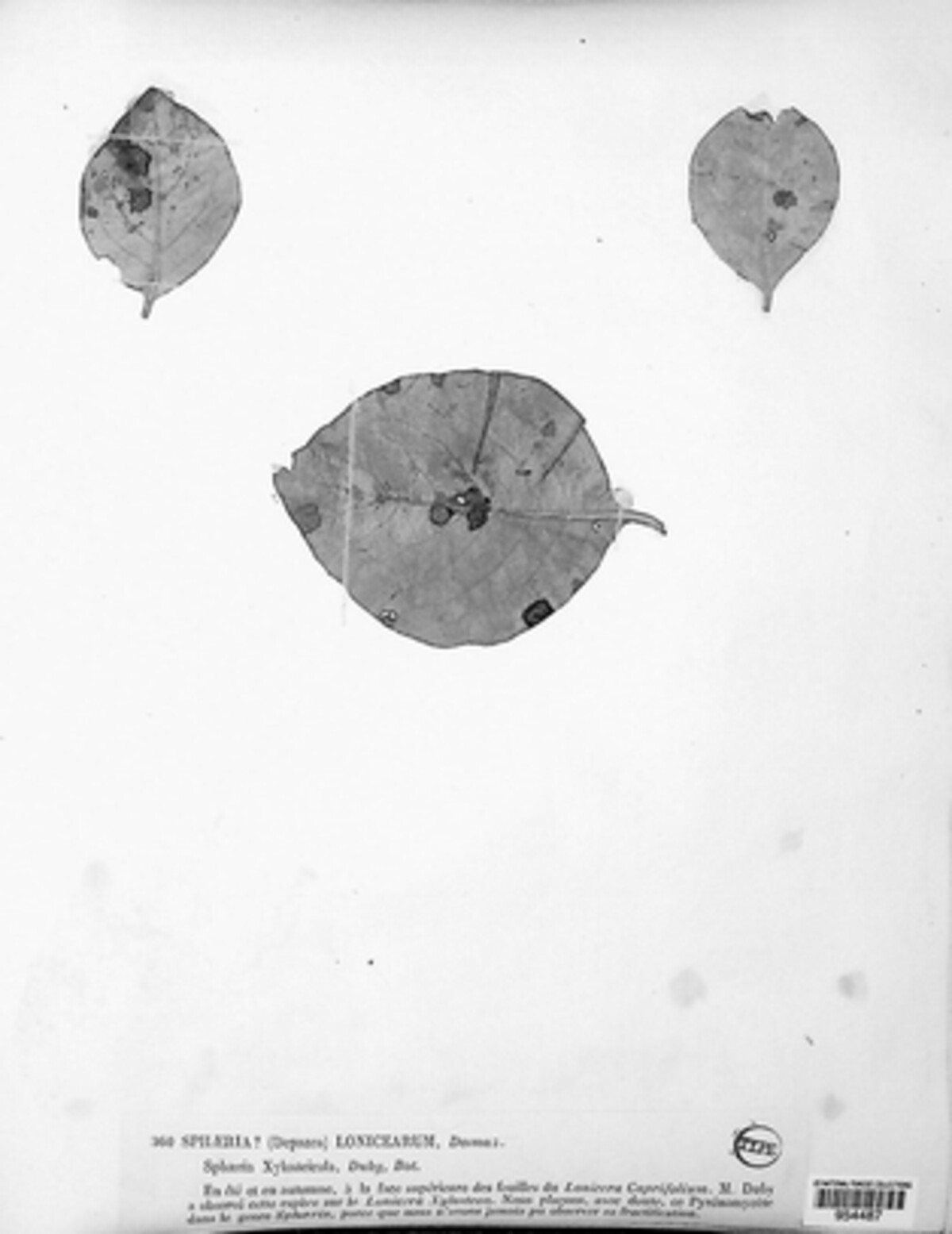 Sphaeria lonicerarum image